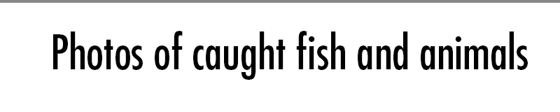 Photos of caught fish and animals